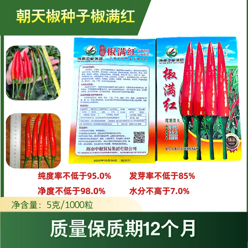 椒满红朝天椒品种