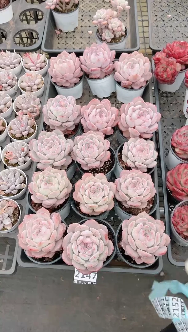 【闪购商品】信福多肉一物一拍