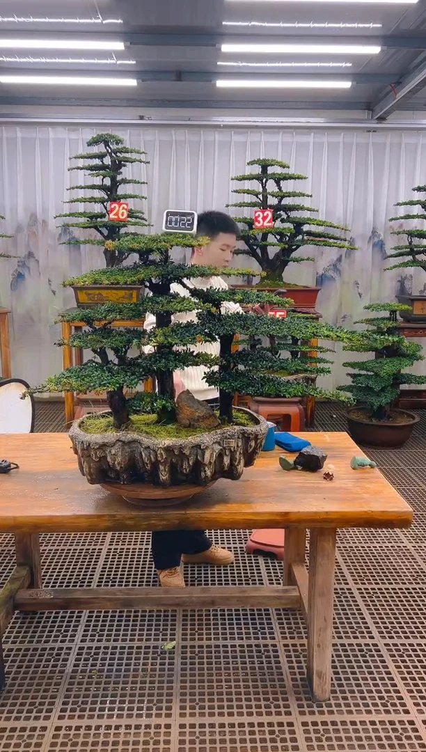 无花朵精品盆景直播间一物一拍
