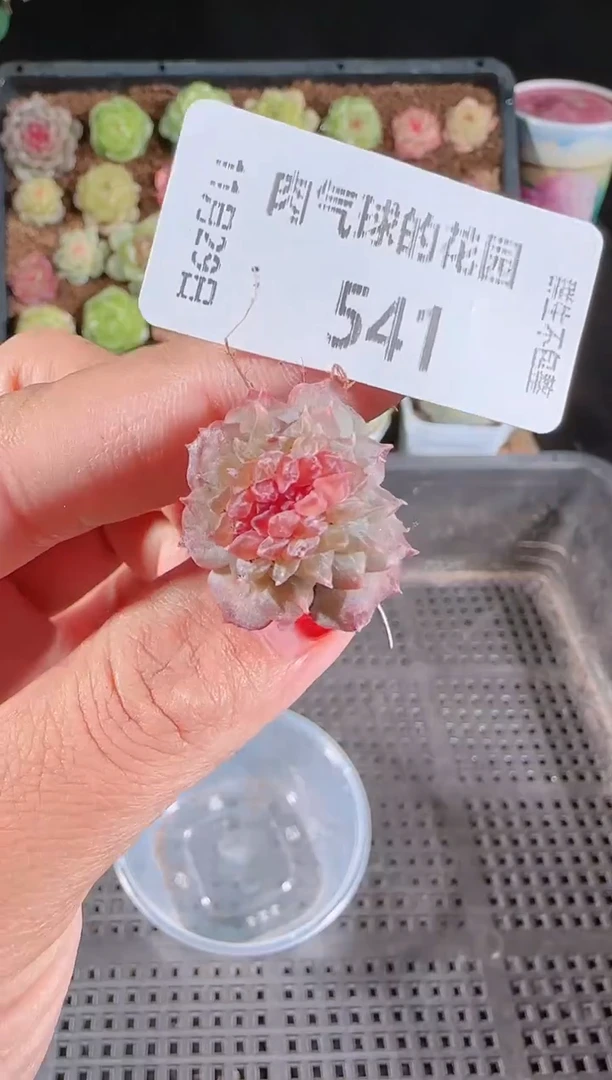 多肉1129-541烟霞（群生不包整）