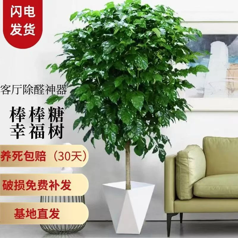 1.1-1.3米带白盆独杆幸福树室内外盆栽四季常青好养活可吸醛植物