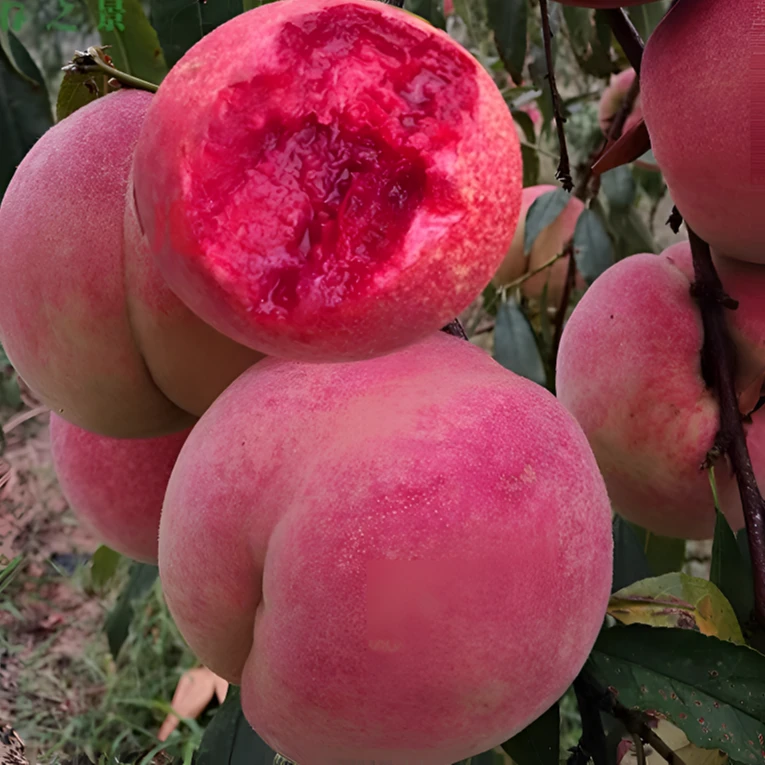 【血桃树苗】桃子果苗嫁接血桃树苗红肉血桃苗盆栽地栽南方北方种植