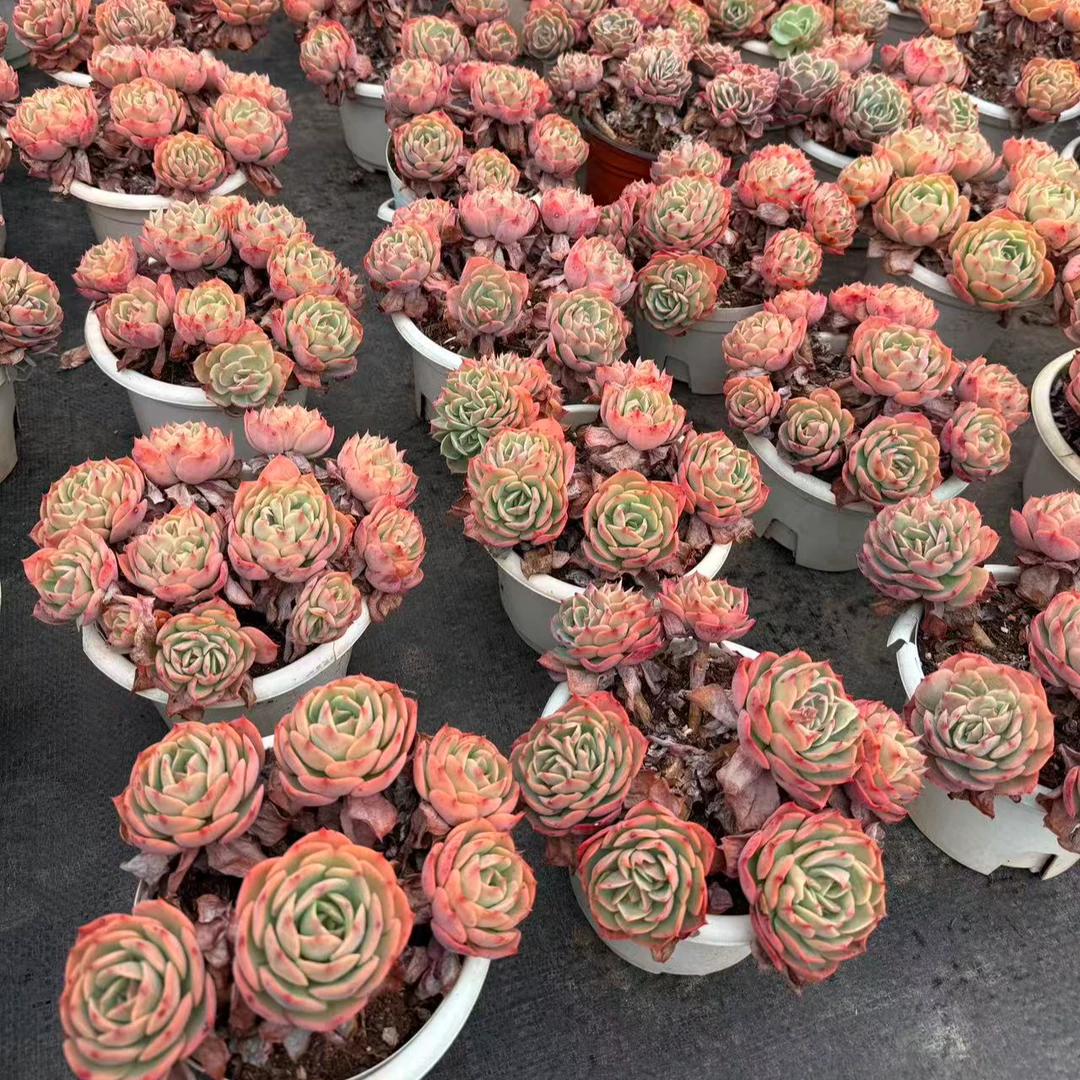 白雪公主老庄五头起 多肉植物两单包邮