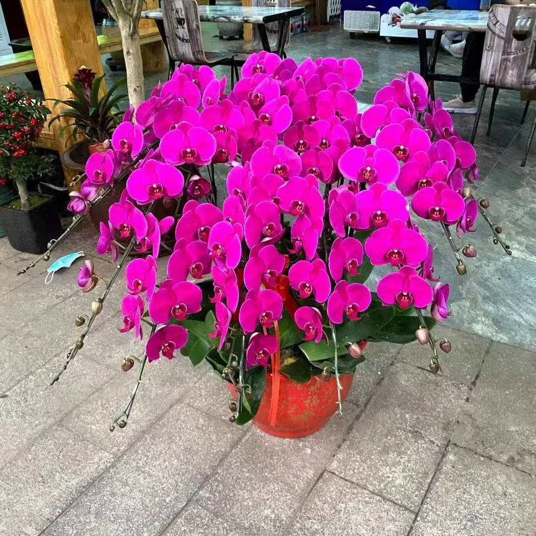 15支蝴蝶兰大辣椒北京同城配送