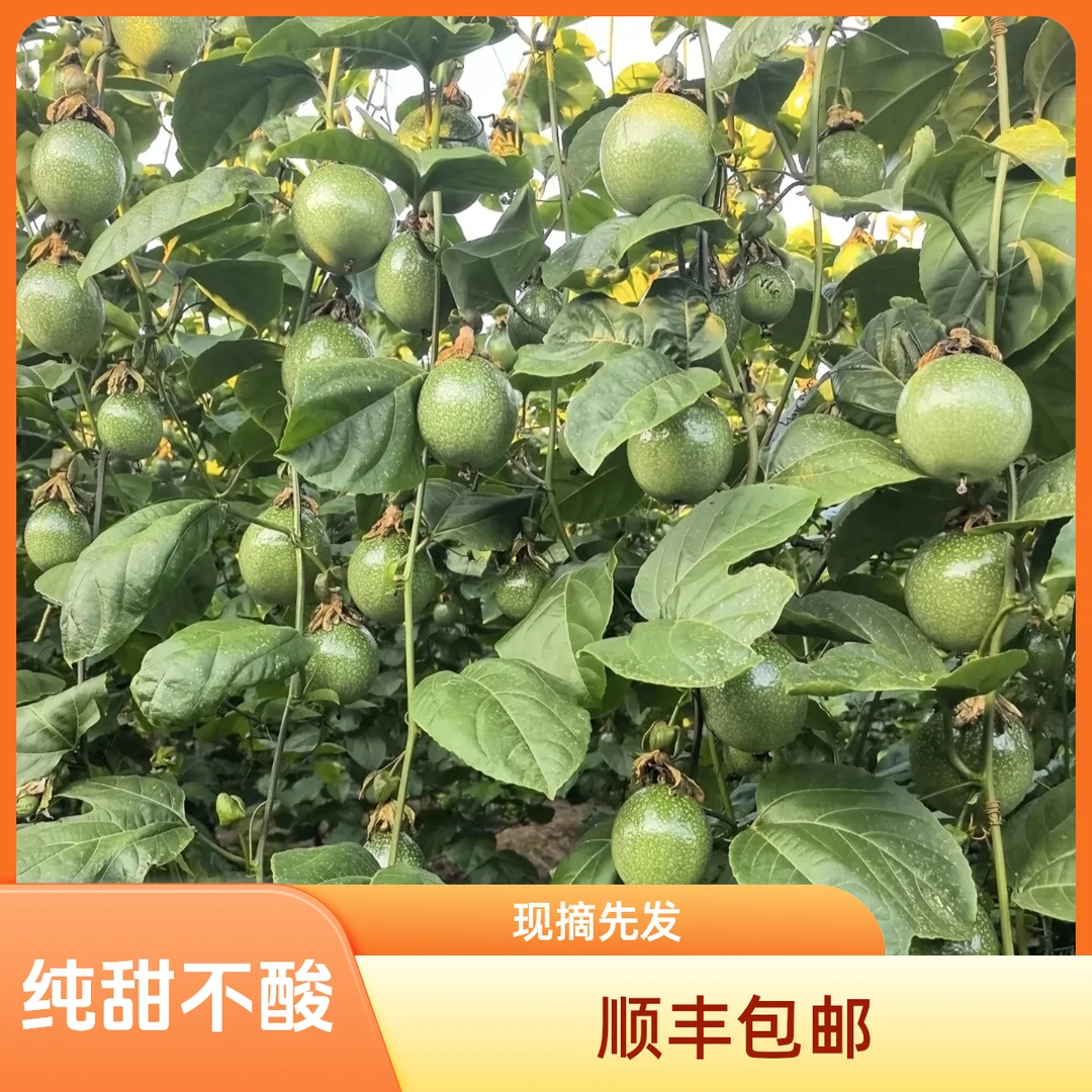 榕江高山百香果生态种植香甜多汁口感纯甜不酸