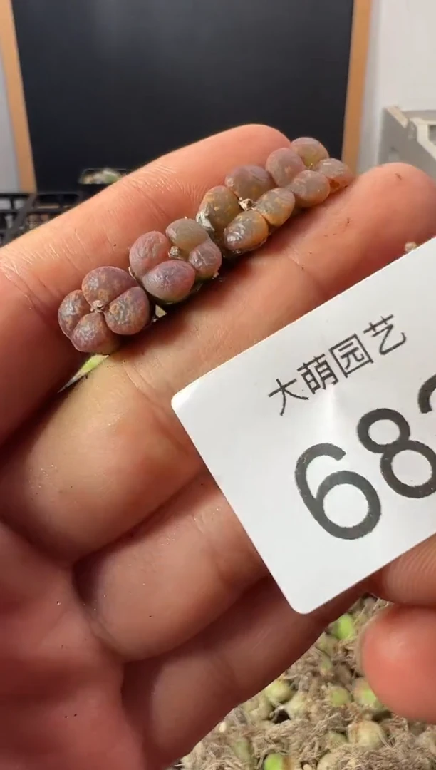 一物一拍            682