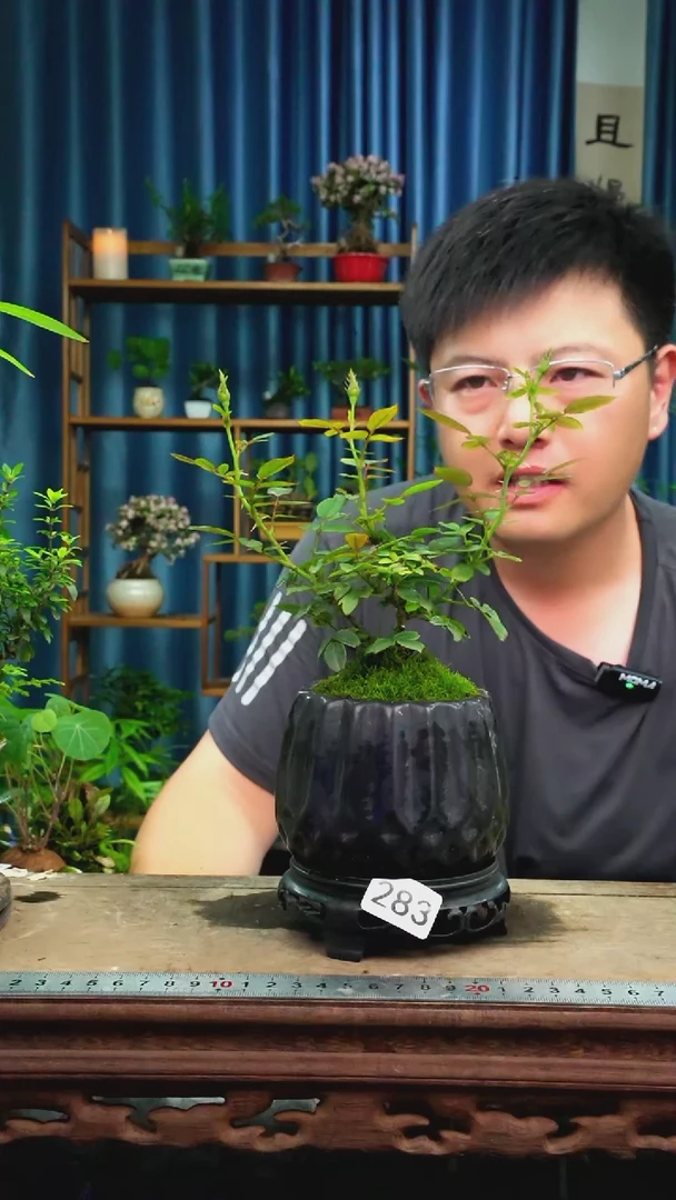 无花朵苔藓微景观283号