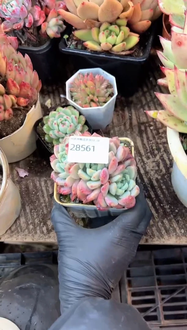 冰*多肉植物一物一拍28561