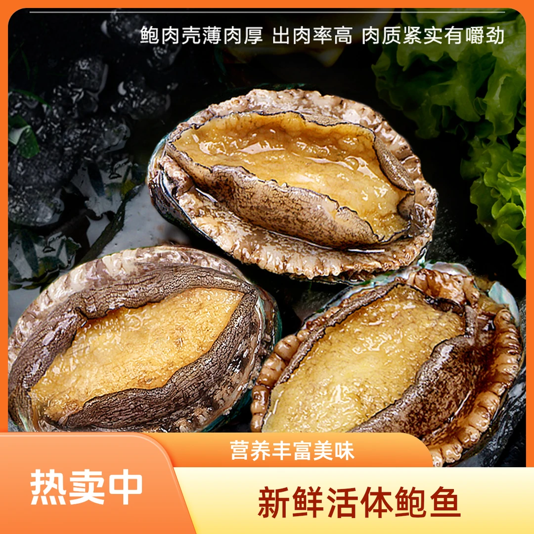 活鲍鱼7-8头 鲜活带海水发货（拍5送1） 哈密同城 次日达 包邮