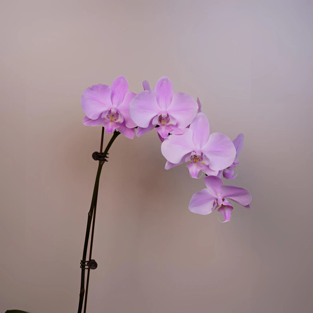 朝暮里蝴蝶兰【粉月亮】全花开花珠发货