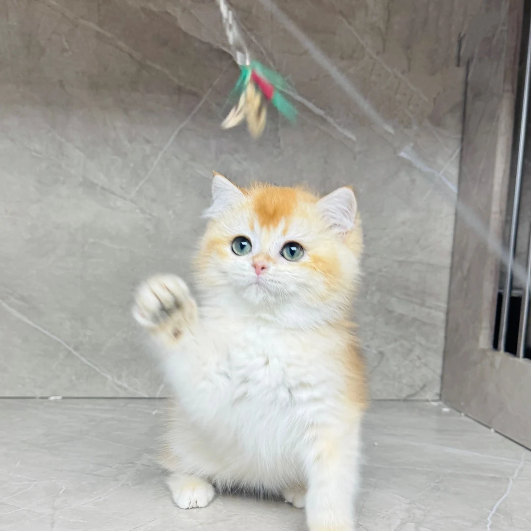 来了姊妹-金渐层英短猫 妹妹 J9
