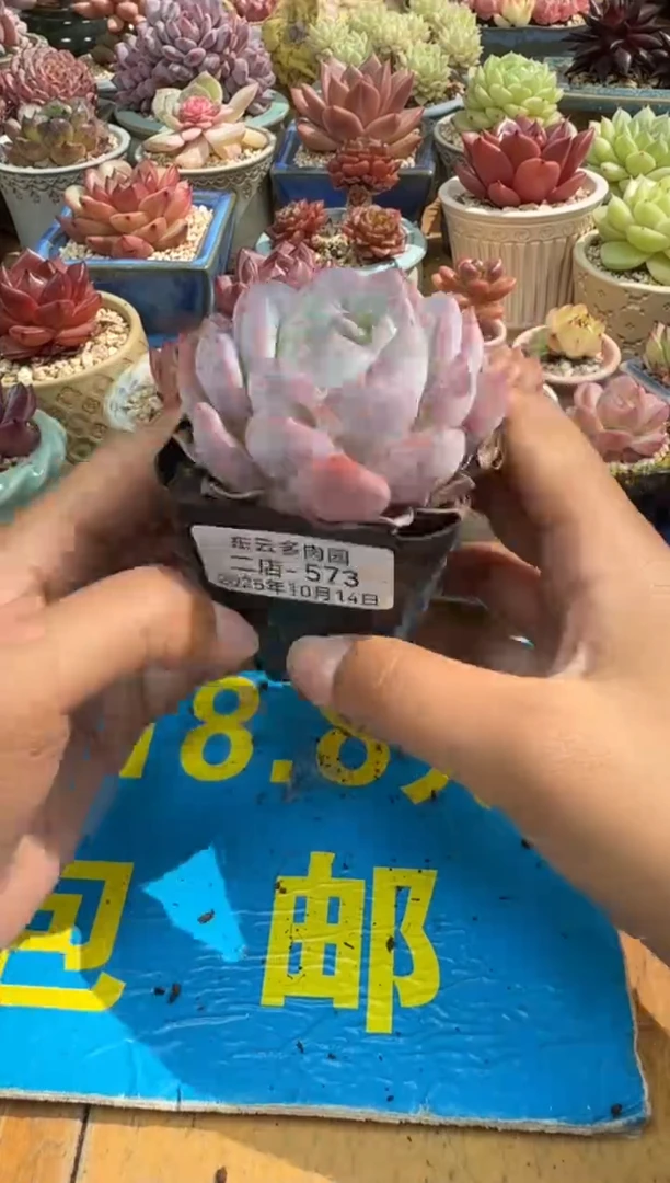 东云多肉园二店-573