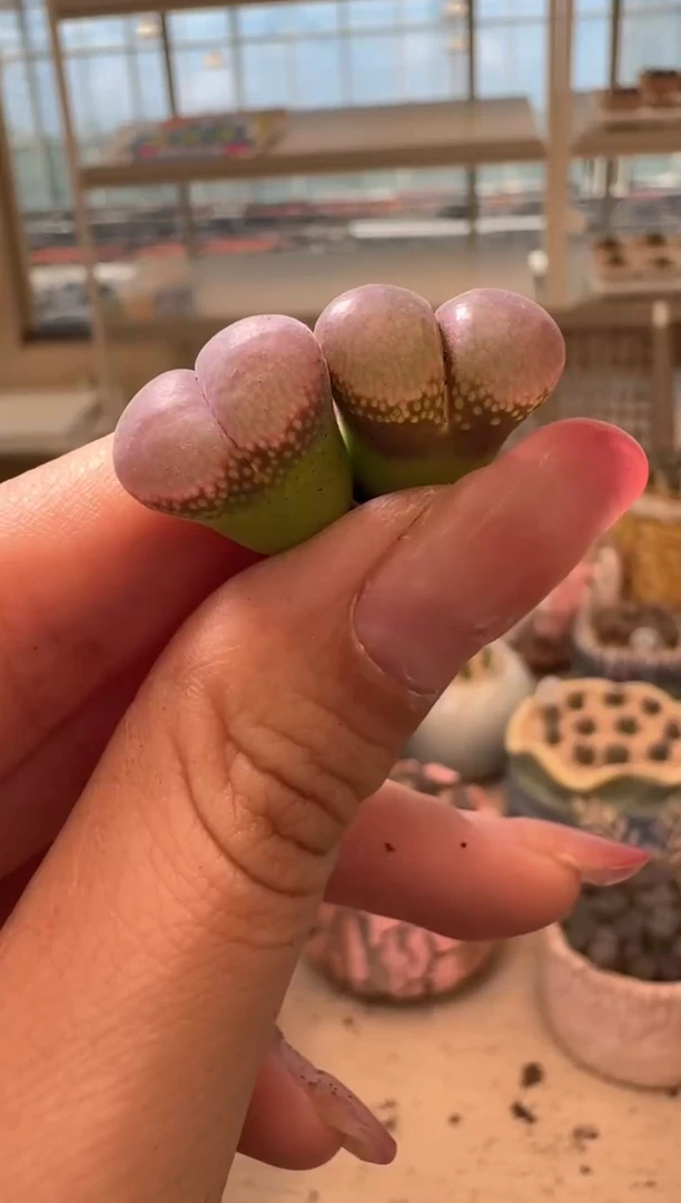 美丽的肉石头9.1-76桃夭