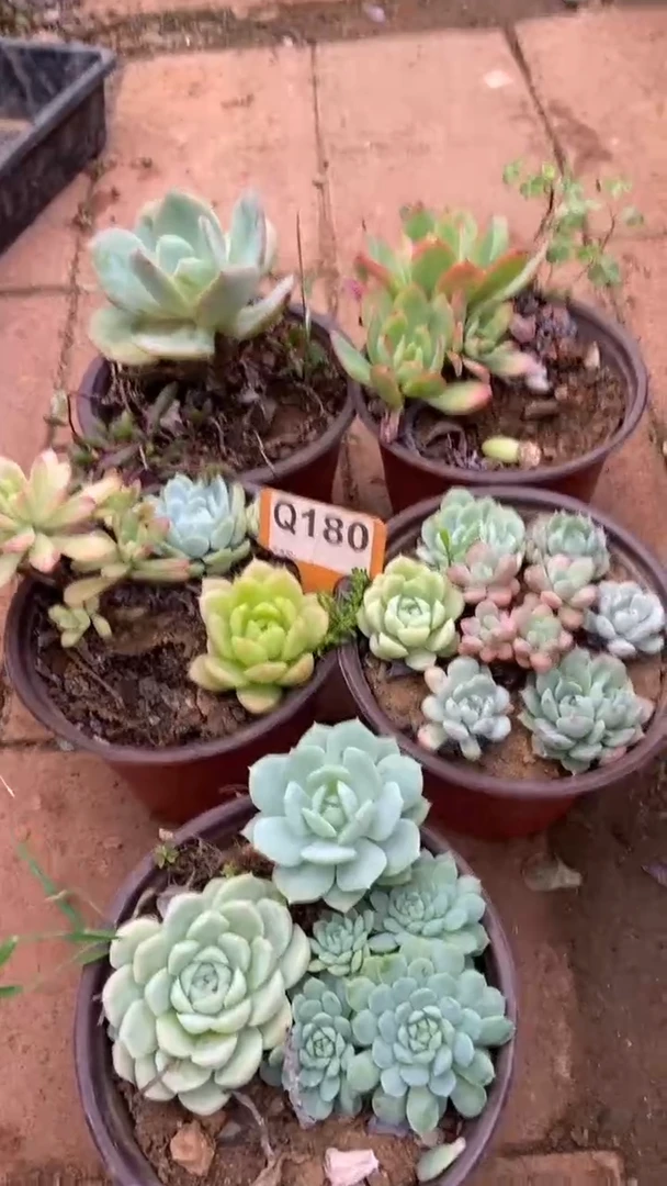 Q180多肉组合默认脱土发货