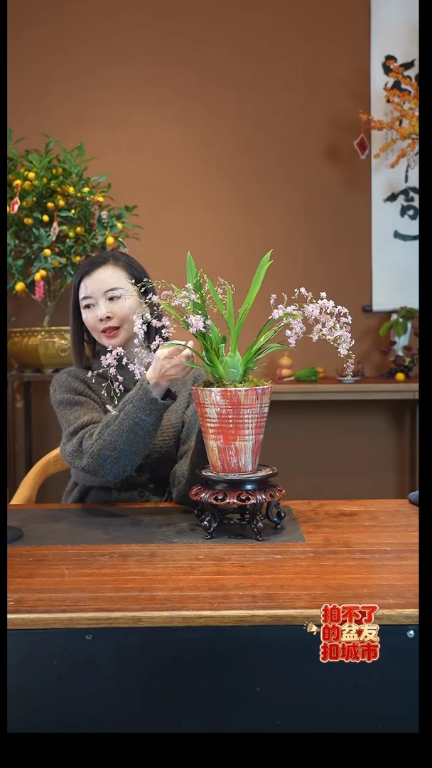 全部花朵粉梦香盆景盆景