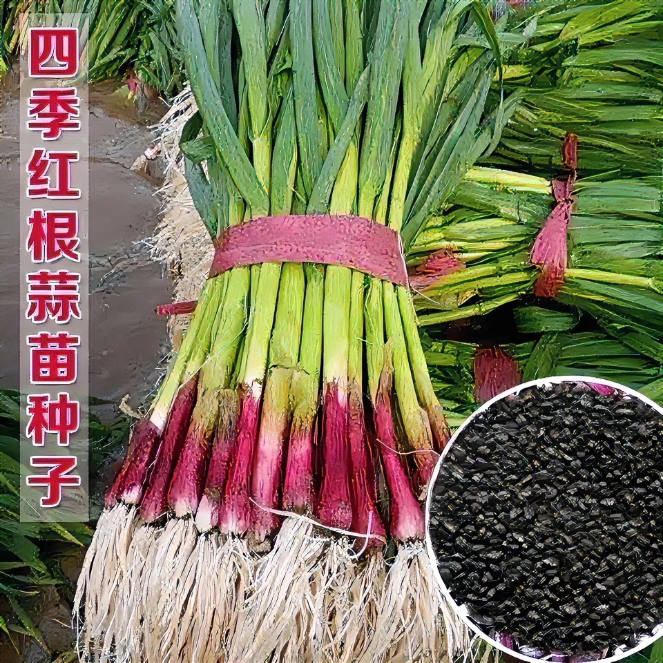 宽叶红头蒜苗种子四季红皮蒜苗种子红根香蒜韭葱种子蔬菜种子大全