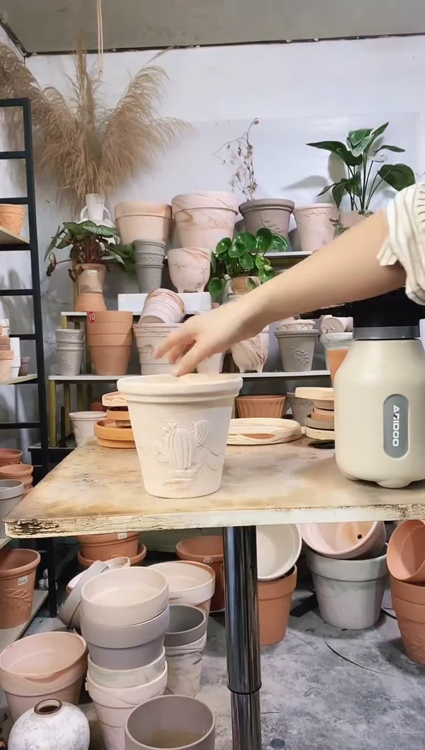 16*15玛奇朵仙人掌 1盆无托