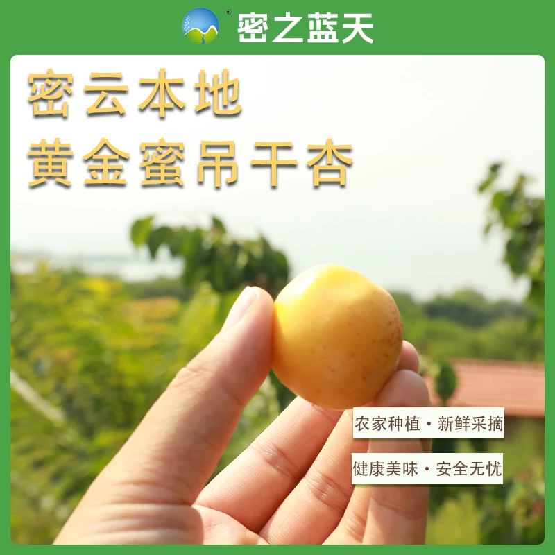 【吊干杏】密之蓝天密云水库现摘黄金蜜吊干杏1-5北京市