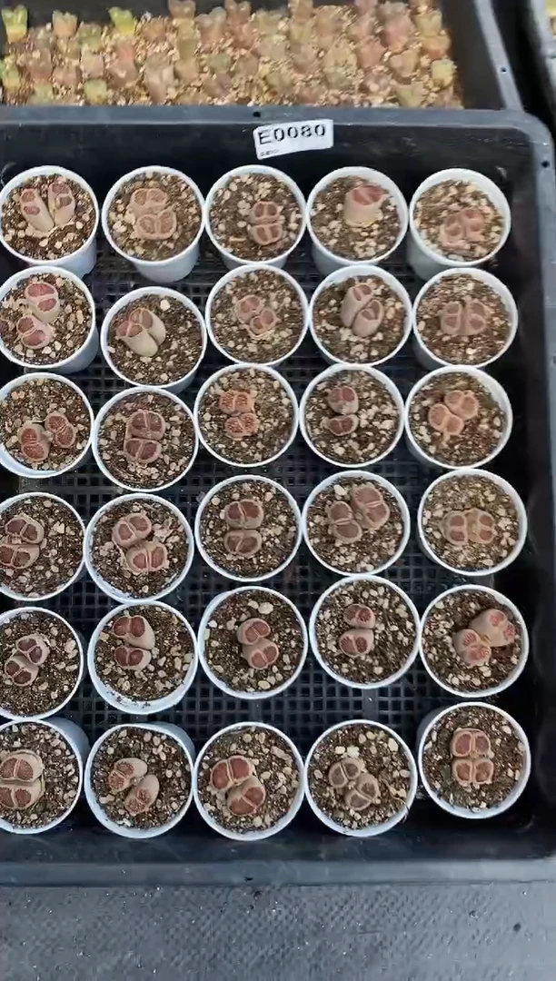 0080直播一物一拍