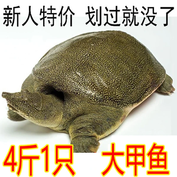 【滋补推荐】4斤1只  滋补老甲鱼老鳖 【好吃又营养】鲜活食用甲鱼