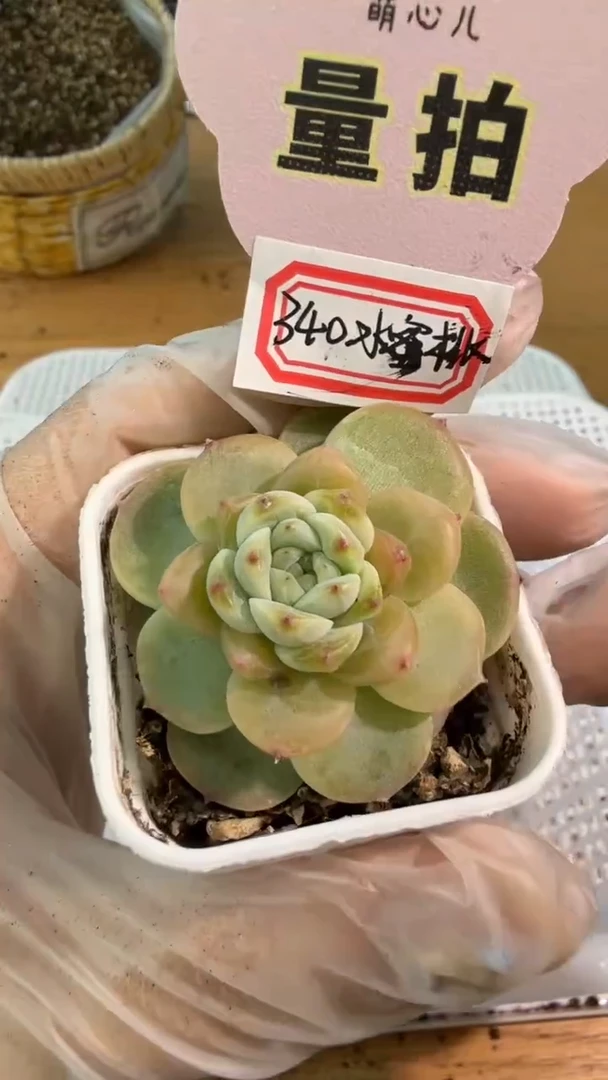 340水蜜桃 四方一盆 单双混 量拍混发