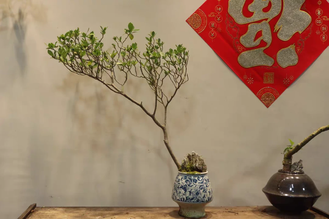 【直播间链接】海岛栀子花带青花瓷陶瓷盆原盆原土发货包邮高雅