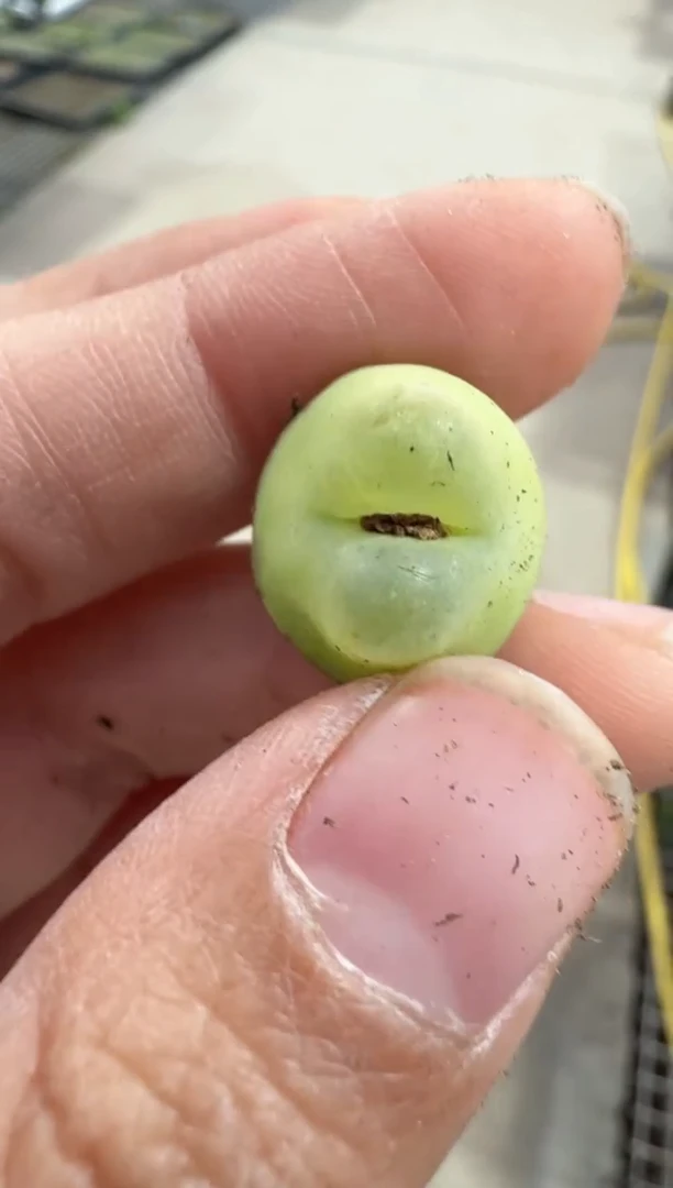 10-243多肉植物肉锥