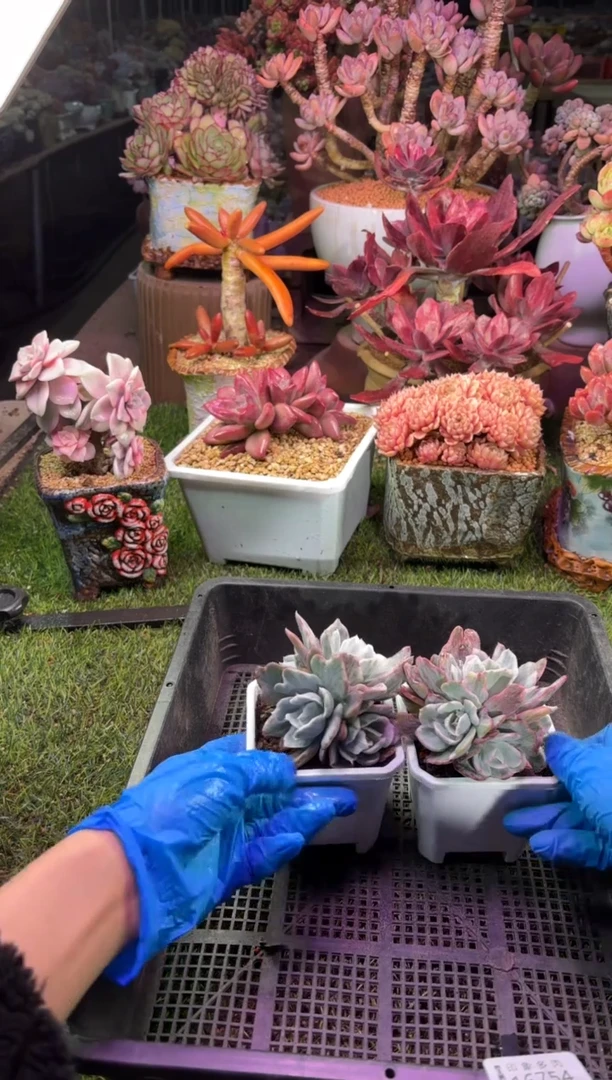 【闪购商品】16754