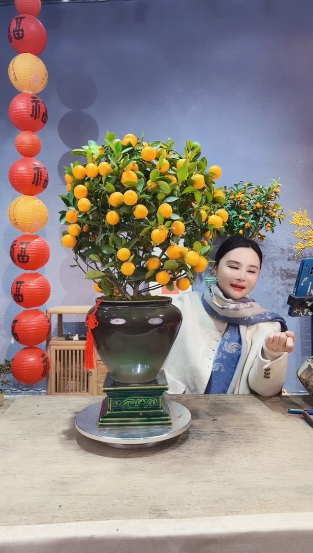 【闪购商品】盆景年桔