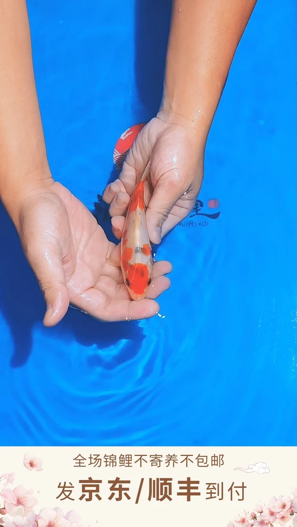 锦鲤浦川红白/大正--A24  （京东/顺丰到付）