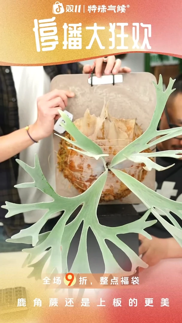 不开花植物W269-艾莎鹿角蕨