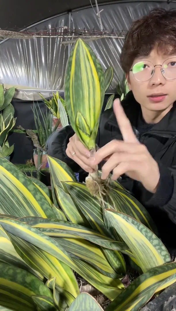 【闪购商品】黄金丝宝镜裸根20厘米12.8