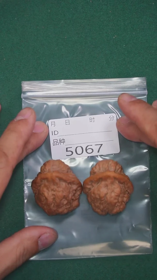 把件文玩核桃执**手36黑山蛤蟆