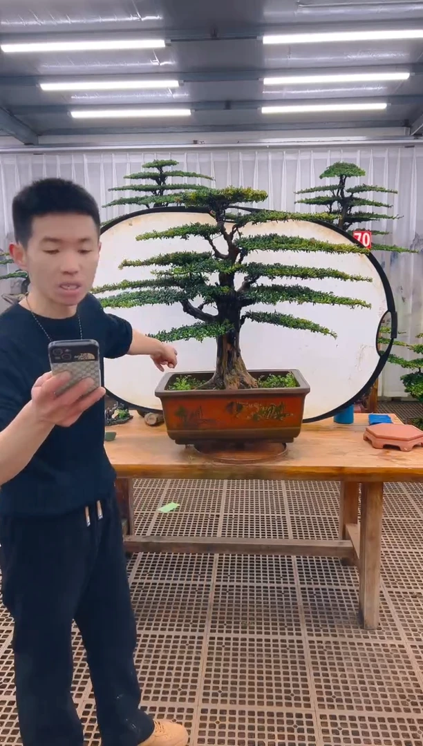 无花朵祁*伟精品盆景直播间一物一拍