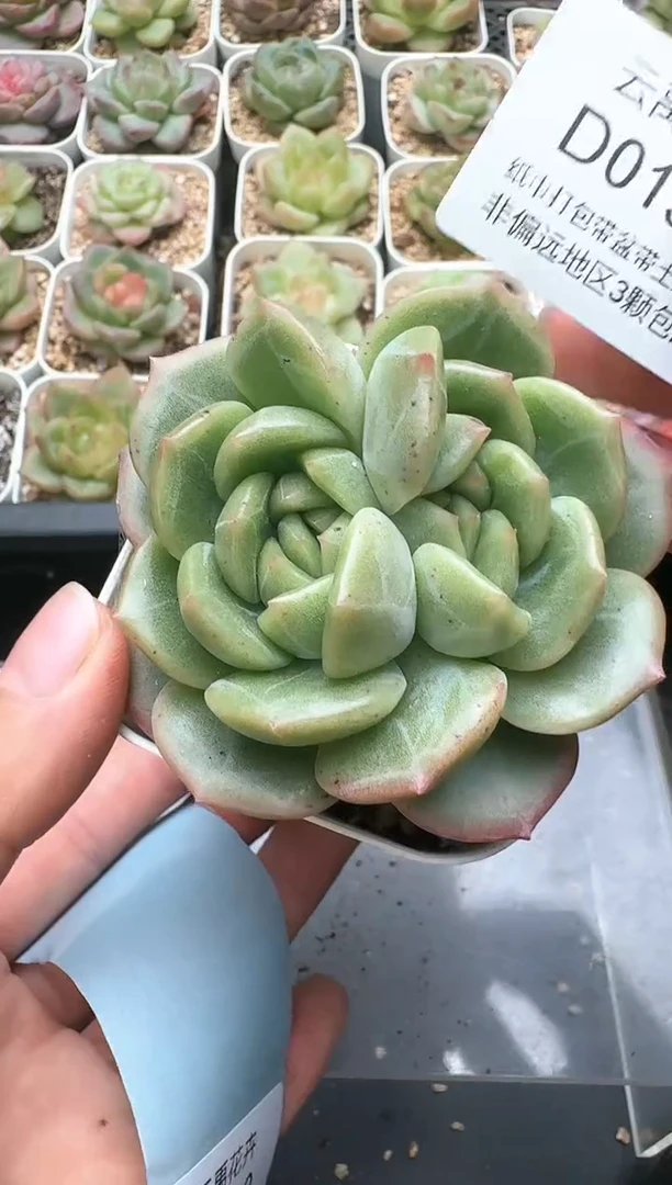 139D云禹多肉植物 带盆土纸巾打包 3颗包邮