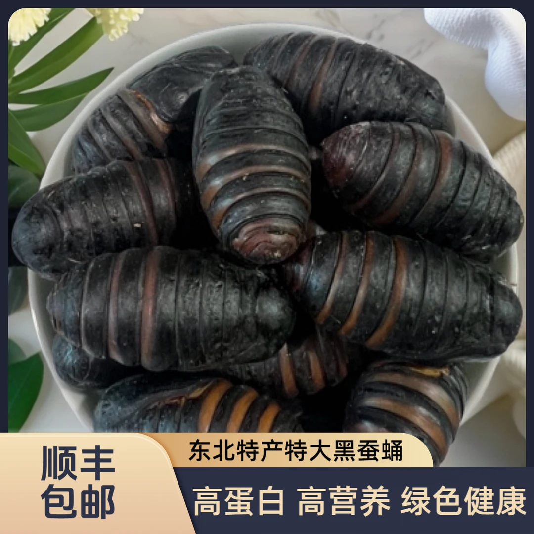 东北柞蚕蛹特大蚕蛹！（36个左右）鲜活发货高营养高蛋白绿色健康！