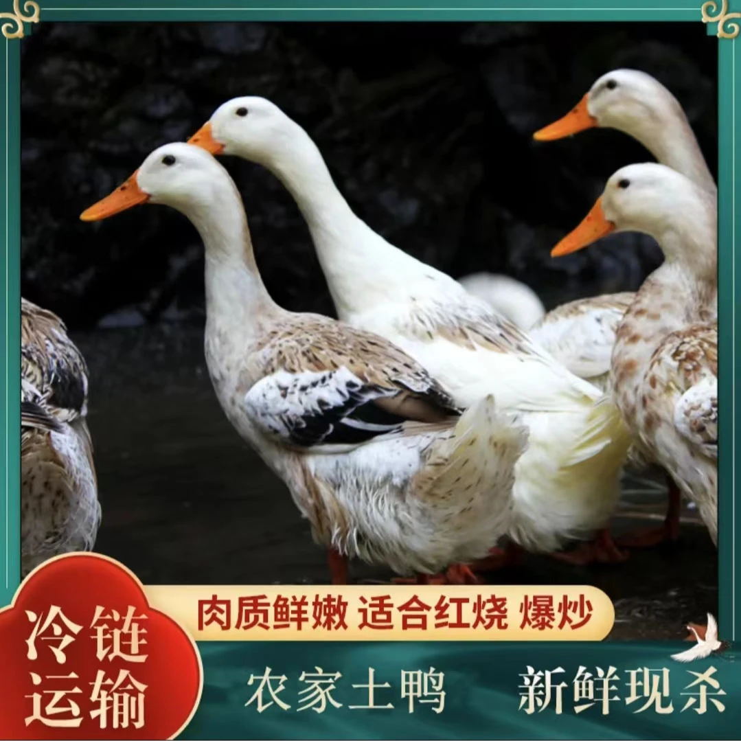 净重7-8斤【买二只送一只】3只土鸭3-4个月无掌翅内脏顺丰冷链