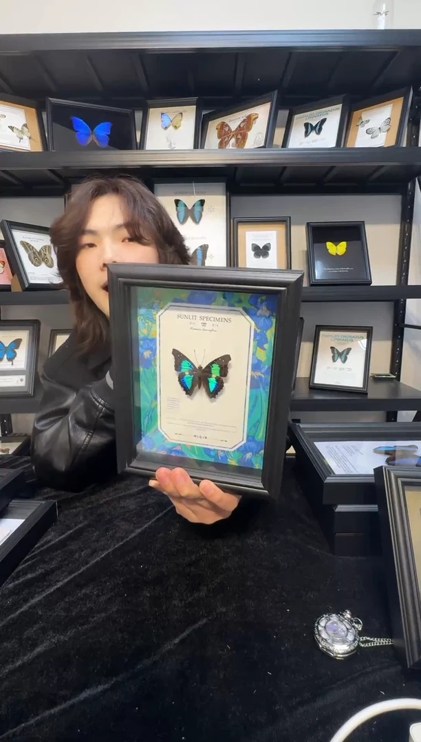 玻璃真实蝴蝶标本