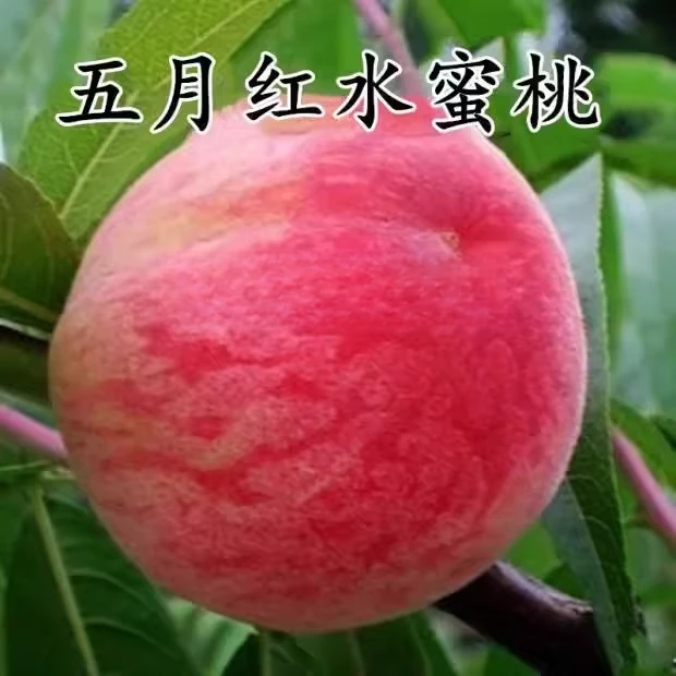 极早熟嫁接桃树苗五月红水蜜桃甜脆特大果南北方种植地栽当年结果