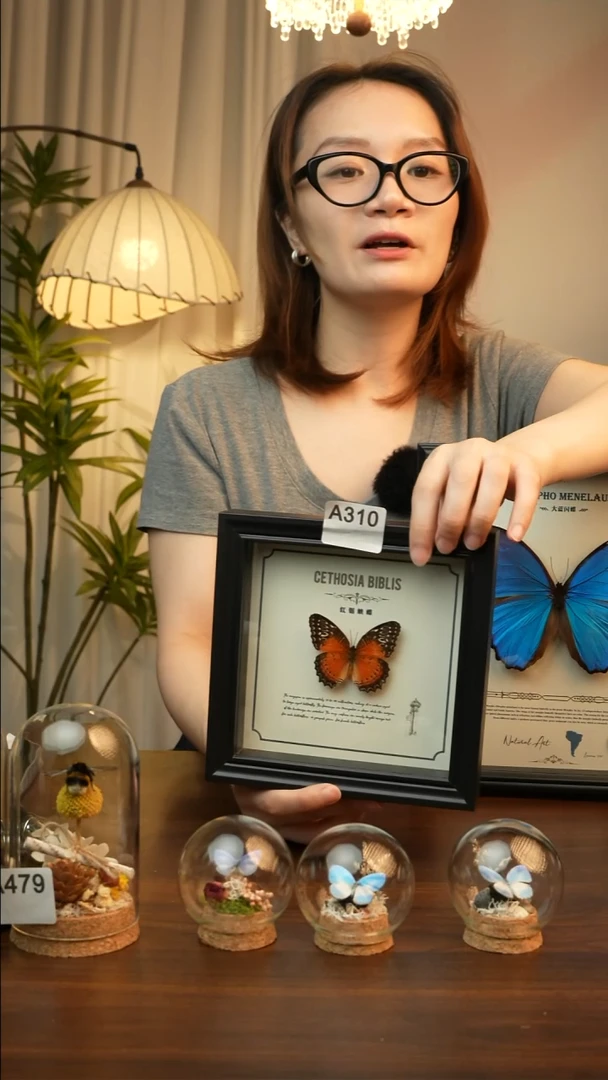 红锯蛱蝶-（6寸方黑色新款框）A310