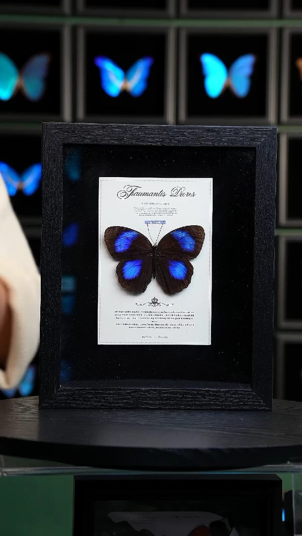 蝴蝶标本摆件竞拍紫斑环蝶H392