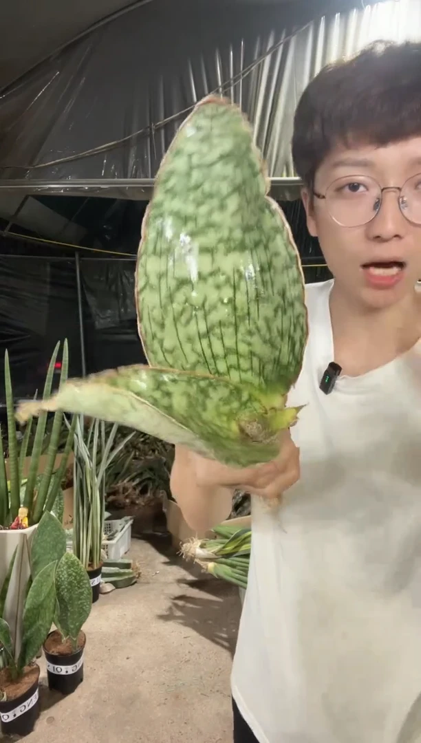 9号龙翼裸根24.8