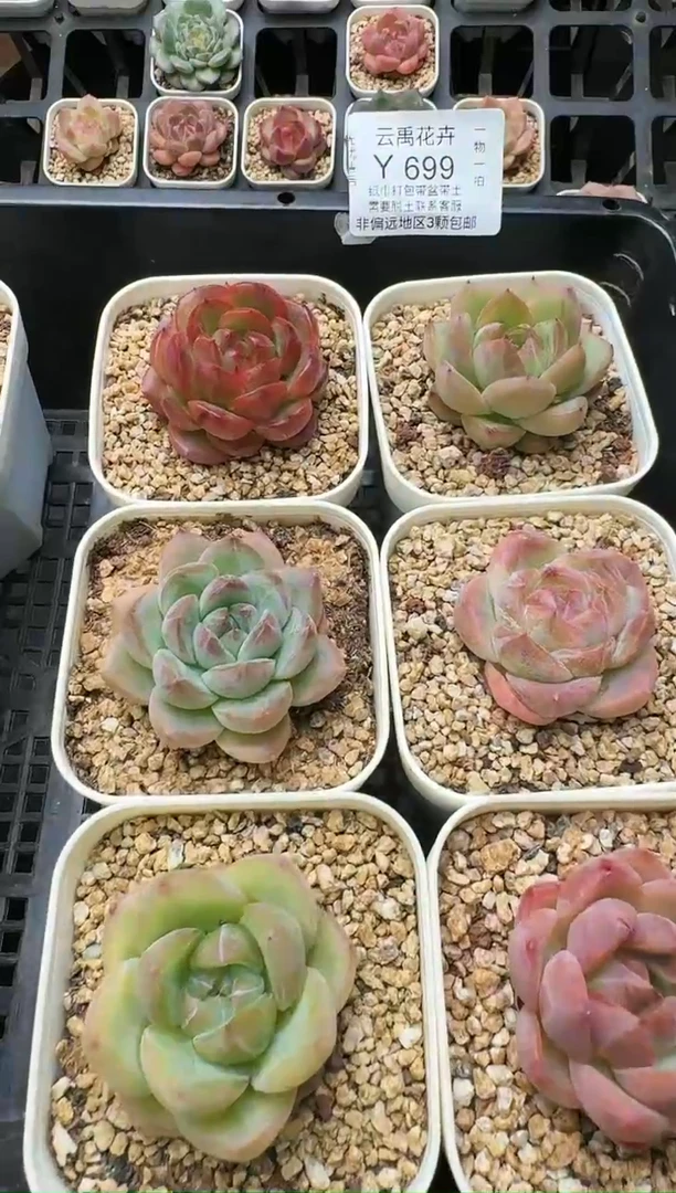 699Y (6.5cm杯）一物一拍 当场直播满3颗包邮