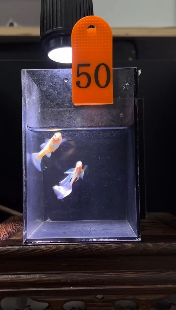 孔雀鱼蓝白飞船50