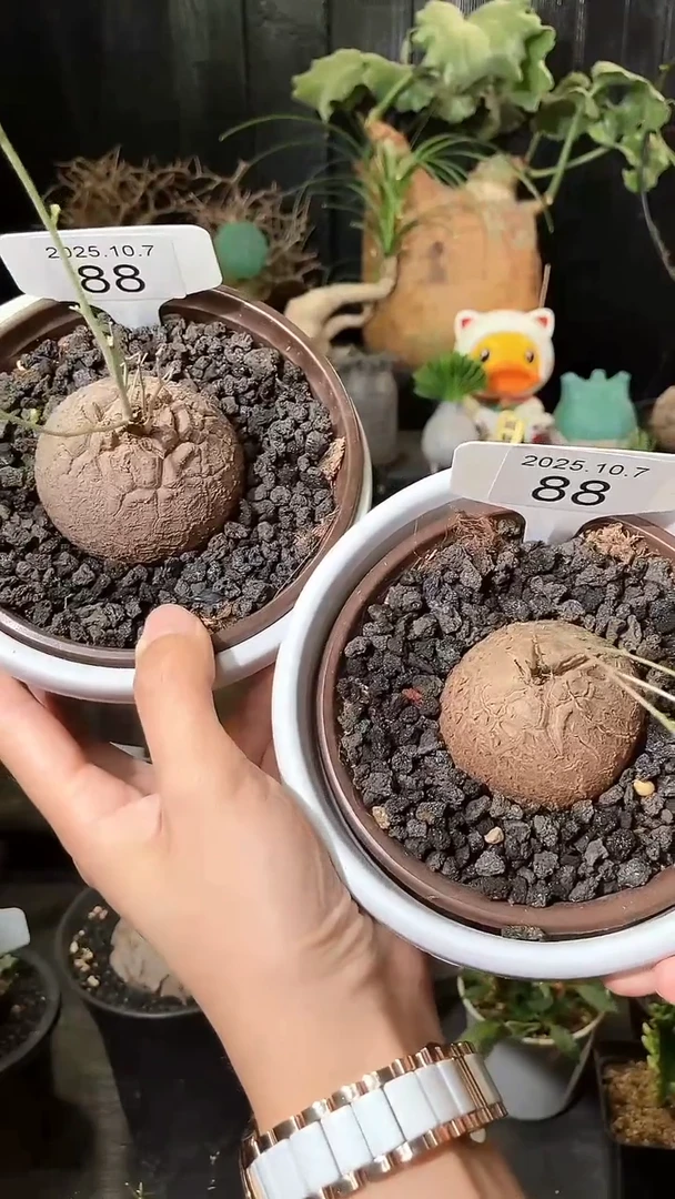 88号1007南非龟甲龙福利特价组合