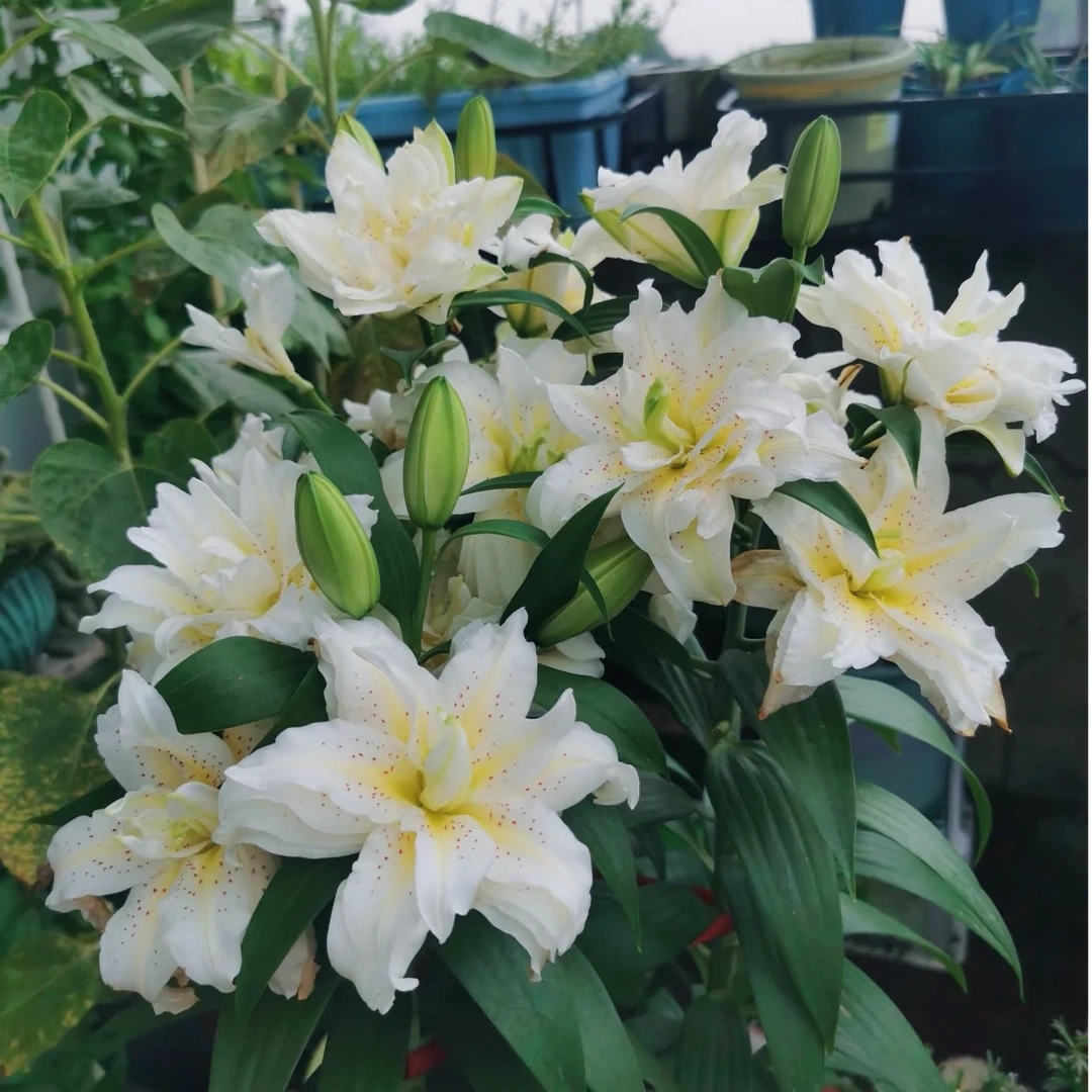 进口百合花种球《西塔白拉菲周长13/15cm》1颗重瓣有香味多年生