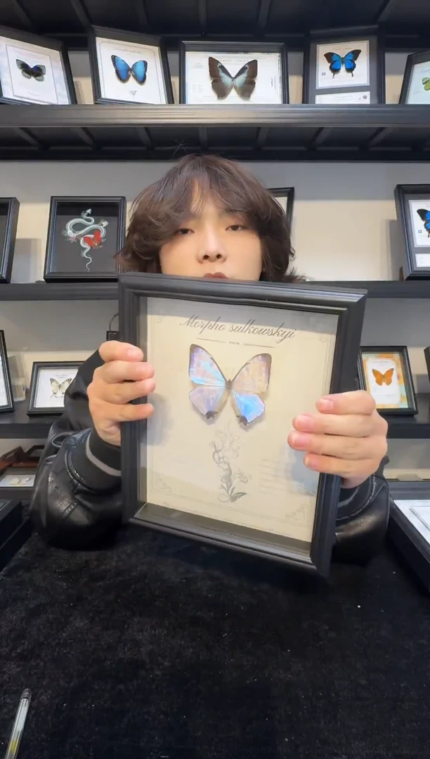 玻璃真实蝴蝶标本