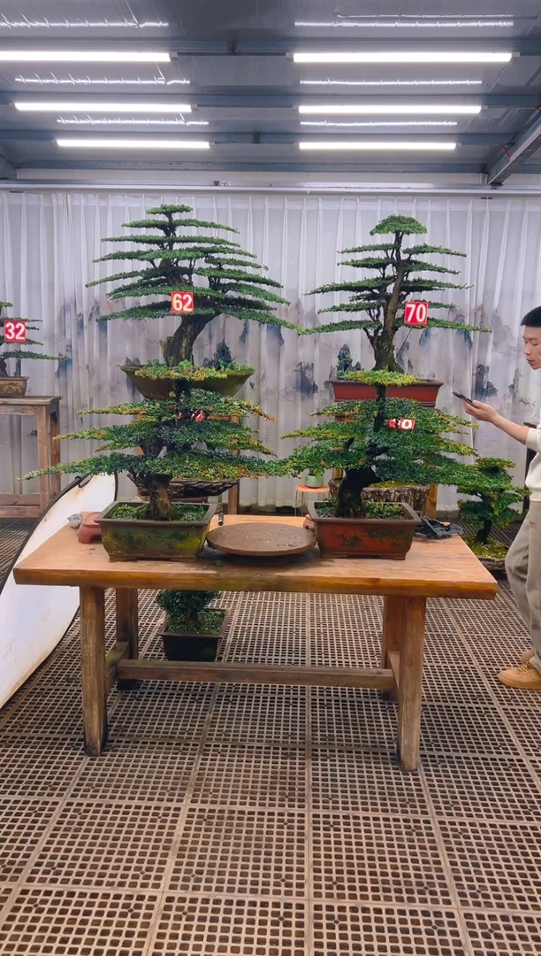 无花朵奋*精品盆景直播间一物一拍