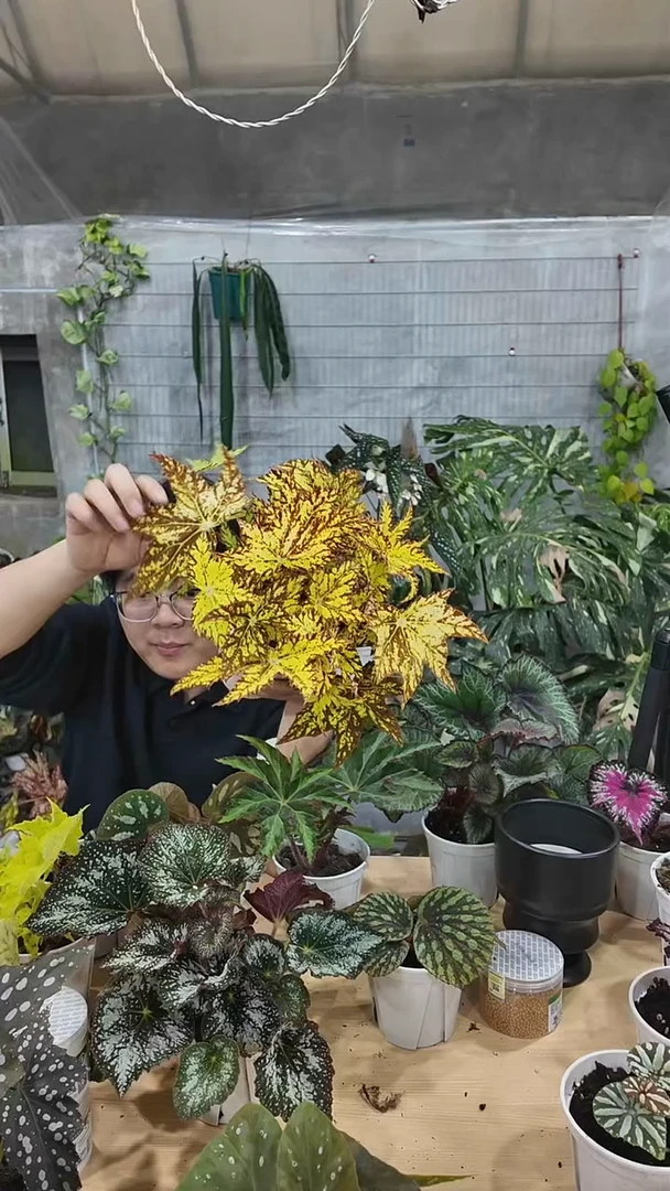 完全开放黄金几何