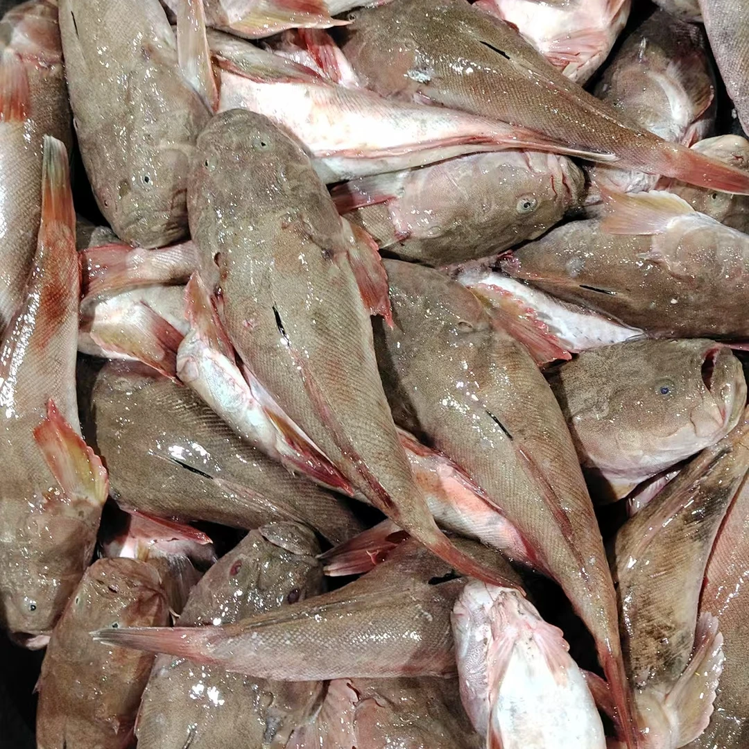 汕尾本港纯野生大头鱼（大头乖） 顺丰冷链发货
